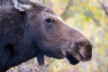 Wall Mural - Portrait of a moose cow