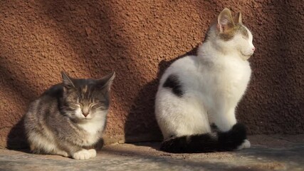 Wall Mural - Two cute young cats enjoy a sunny day on the stone floor near the house