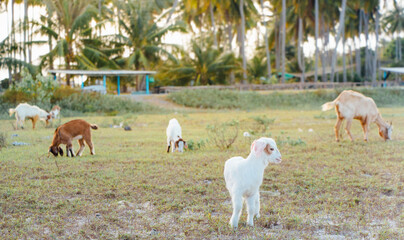 White goat in a meadow on a farm. Raising cattle on a ranch, pasture
