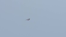 Wildlife Bird Europe - White Falco Flying