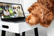 Labradoodle dog talking to two dog friends in video conference. Group of dogs having an online meeting in video call using a laptop. Blurred and de-focused bright background. Pets using a computer.