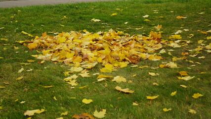 Wall Mural - yellow autumn leaves