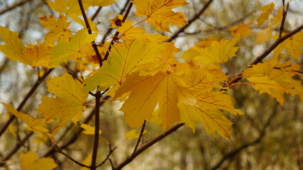 Wall Mural - yellow autumn leaves