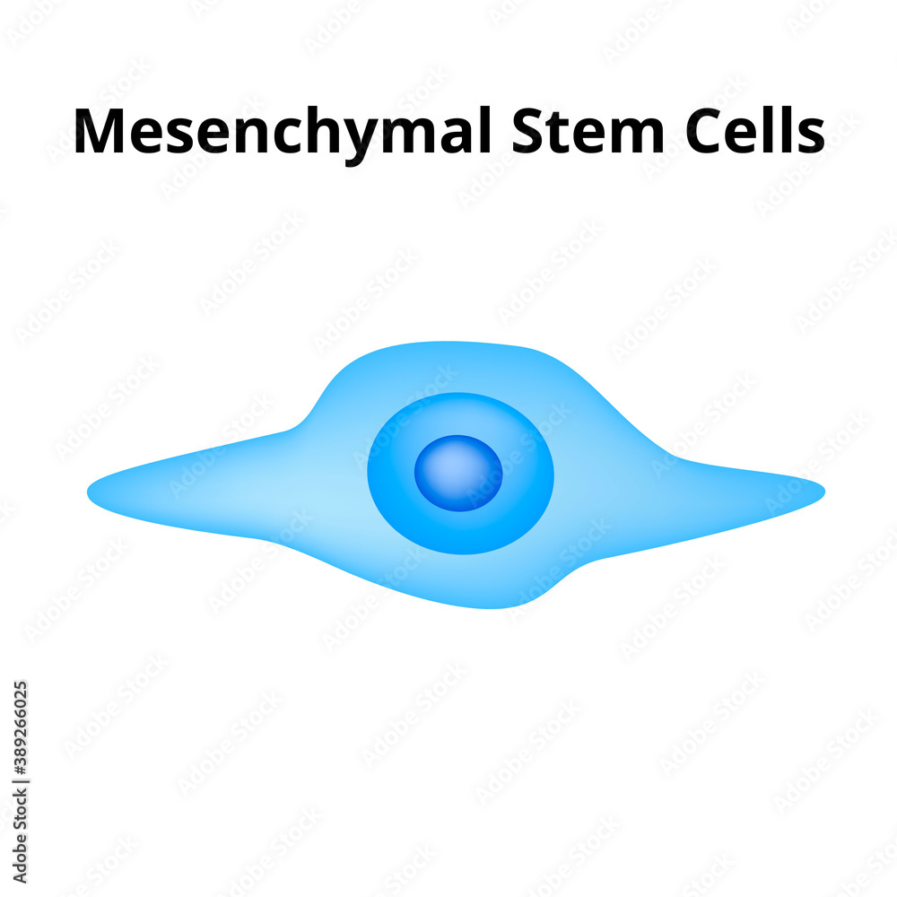 Mesenchymal stem cells. Stem cell structure. vector illustration on ...