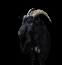 Black Goat With Big And Curved Horns On A Black