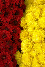 Red And Yellow Mums