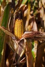 Field Of Animal Feed Corn With Yellow Cob