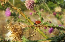 Ladybug On A Thistle Plant In The Garden