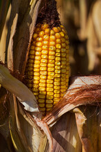 Yellow Ear Of Corn At The End Of Growing Season
