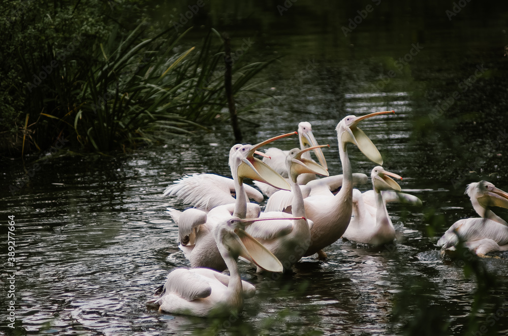 Stado pelikanów podczas karmienia  w ogrodzie zoologicznym - obrazy, fototapety, plakaty 