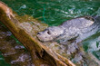 Szara foka wynurzająca się spod wody i odpoczywająca na kawałku drewna 