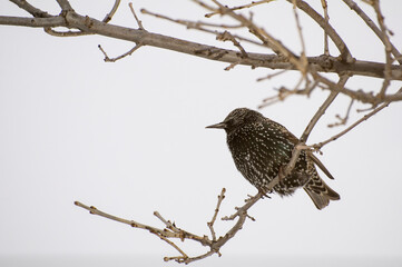 Wall Mural - European Starling in the winter with winter coat of feathers.