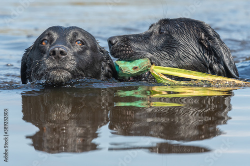 Fotografía Head shot of two black Labradors swimming in the water while retrieving a traini