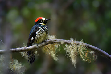 Wall Mural - Acorn Woodpecker - Melanerpes formicivorus medium-sized bird woodpecker, brownish-black head, back, wings and tail, white forehead, throat, belly and rump. The eyes are white