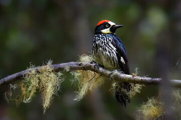 Wall Mural - Acorn Woodpecker - Melanerpes formicivorus medium-sized bird woodpecker, brownish-black head, back, wings and tail, white forehead, throat, belly and rump. The eyes are white
