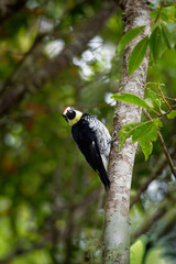 Wall Mural - Acorn Woodpecker - Melanerpes formicivorus medium-sized bird woodpecker, brownish-black head, back, wings and tail, white forehead, throat, belly and rump. The eyes are white