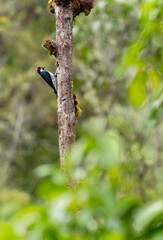 Wall Mural - Acorn Woodpecker - Melanerpes formicivorus medium-sized bird woodpecker, brownish-black head, back, wings and tail, white forehead, throat, belly and rump. The eyes are white