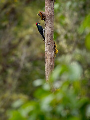 Wall Mural - Acorn Woodpecker - Melanerpes formicivorus medium-sized bird woodpecker, brownish-black head, back, wings and tail, white forehead, throat, belly and rump. The eyes are white
