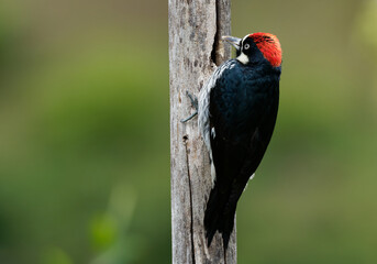 Wall Mural - Acorn Woodpecker - Melanerpes formicivorus medium-sized bird woodpecker, brownish-black head, back, wings and tail, white forehead, throat, belly and rump. The eyes are white