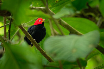 Wall Mural - Red-capped manakin - Ceratopipra mentalis  bird in the Pipridae family. It is found in Belize, Colombia, Costa Rica, Ecuador, Guatemala, Honduras, Mexico, Nicaragua, Peru and Panama