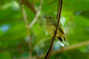 Wall Mural - Red-capped manakin - Ceratopipra mentalis  bird in the Pipridae family. It is found in Belize, Colombia, Costa Rica, Ecuador, Guatemala, Honduras, Mexico, Nicaragua, Peru and Panama