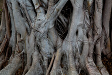 Ancient Close-up Texture Of Jungle Tree Trunk With Climbing Vines, Tropical Rainforest Liana Plant