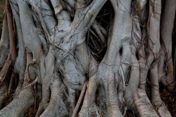 Ancient close-up texture of Jungle tree trunk with climbing vines, tropical rainforest liana plant