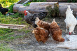 © Alena - A group of free range chickens eating outside on a farm. Selective focus.