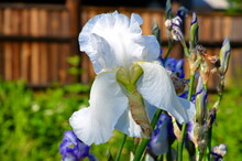 
White With A Blue Tint Iris Flower On The Background Of A Wooden Fence.