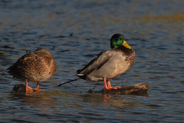 Wall Mural - Mallard Duck Pair Sitting on a Log in the Pond