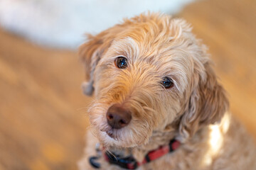  portrait of a labradoodle
