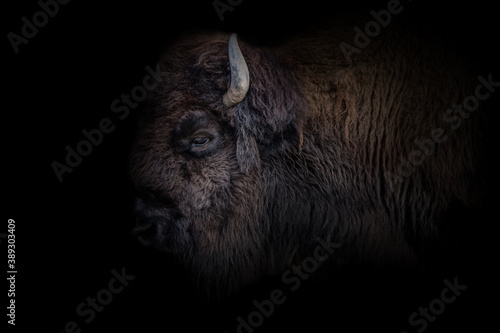 Fotografía Bison mit Details des Kopfes mit schwarzen hintergrund