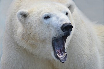 Wall Mural - polar bear close up