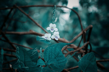 white grass flowers nature beautiful toning design spring nature sun plants