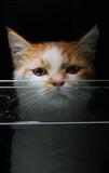Fototapeta Koty - Beautiful Cute cat