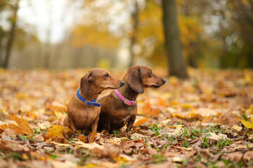 beautiful two dachshund puppy dog with sad eyes dog portrait. close up. pet in autumn park. colorful autumn foliage