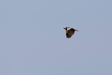 Asian Pied Starling, Gracupica contra