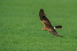 © AGAMI - Pallid Harrier, Circus macrourus