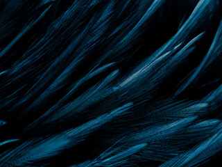 Wall Mural - Beautiful abstract blue feathers on dark background and black feather texture on blue pattern and blue background, feather wallpaper, blue banners, love theme, valentines day