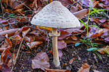 The Parasol Mushroom (Macrolepiota Procera) - Edible Mushroom. The Mushroom May Be Eaten Raw. It Is Popular Soaked In Butter.
