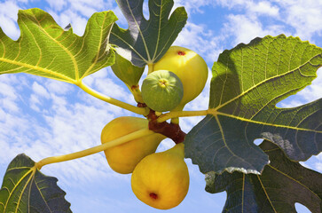 Autumn. Branch of  fig tree ( Ficus carica ) with leaves and bright fruits against blue sky