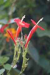 red flower