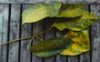 Dry leaves in autumn on old wooden background.