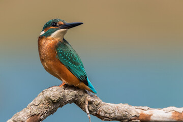 Common kingfisher (Alcedo atthis) male on a branch