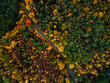 Road in Forest. Colorful Foliage and Trees at Fall Season. Winding Road. Aerial Drone View.