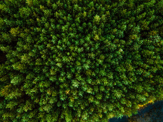 Wall Mural - Spruce Tree Forest Aerial Drone View. Top Down