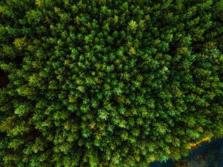 Sticker - Spruce Tree Forest Aerial Drone View. Top Down