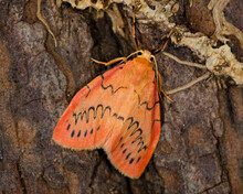 Rosy Footman Moth On A Tree