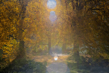 Wall Mural - autumn day in the park. the reflection of the autumn sun