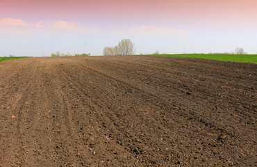 Canvas Print - Plowed field in spring time with blue sky